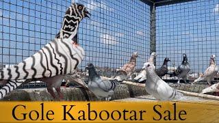 Gole Kabootar | X Fighter Birds