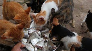 Cats eating raw fish  | The gohan dog and cat