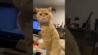 Funny cat. Try not to laugh Challenge