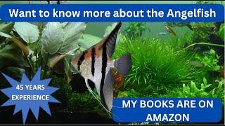 THE ANGELFISH (45 years of experience. Useful information: video 3)