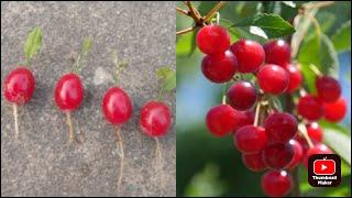 Cherry tree farming how to growing cherry plant Cherry plant