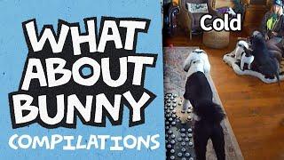 Does Bunny like the cold? | What About Bunny Compilations