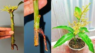 Growing Mango Tree From Cutting.. Very Easy Techniques