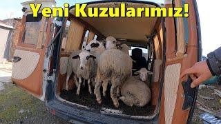 Pazardan Kuzu ve Keçi Aldık!-Havsa Hayran Pazarı!#kuzu #koyun #tavuk @ciftlikisleri