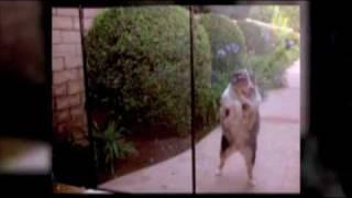 Pet Fence Systems By Guardian Pool Fence