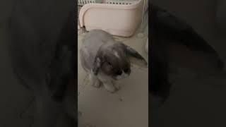 냠냠  #아기토끼 #rabbit #토끼
