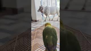 talking parrot #trending #ytshorts #birds