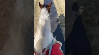 큐슈 여행 간단히 보기~ 이번엔 렌트도 하고… 다양한 곳에 가봤습니다 #일본 #일본여행 #큐슈 #큐슈여행 #철도여행 #아소