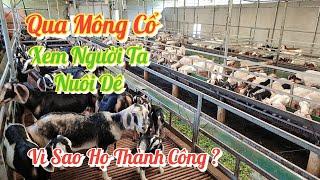 Vì Sao Họ Nuôi Dê Lại Thành Công ? | Khởi Nghiệp TV