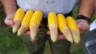 2016 Ohio Crop Tour I 71 Day 2 Video Recap