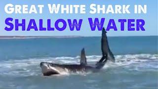 Great white shark hunting in shallow water: In Baja California Mexico #shorts