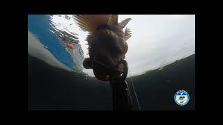 Quillback rockfish release