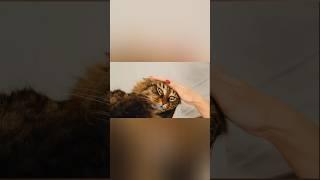 Котики и коробка! #кусьшоу #котэ #вася