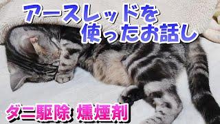 猫飼育者がアースレッドを焚いたお話し「ダニ駆除燻煙剤」（アメリカンショートヘア）