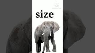 Animals compared to human#shorts #yt #sizecomparison