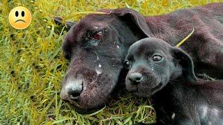 The dog's mother cried helplessly as she looked at her hungry puppies..