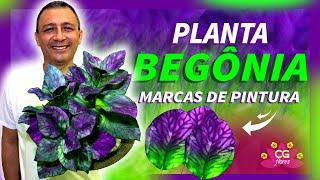 PLANTA BEGÔNIA | COM MARCAS DE PINTURA DA NATUREZA