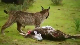 Natgeo Documentary Iberian Lynx Cat Of Spain Wildlife Documentary