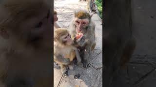 Cute baby monkey, funny monkey, Chinese monkey SY54