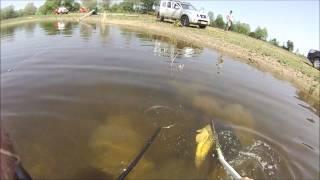 Electrofishing Large Essex Carp