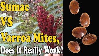 Staghorn Sumac Vs Varroa Mites, Does It really Work?