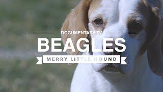 BEAGLES THE MERRY LITTLE HOUND