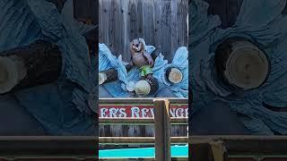 WizardBeaver on Vacation!