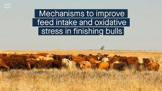 Mechanisms linking medium-chain fatty acid intake to feed intake and oxidative stress in bulls