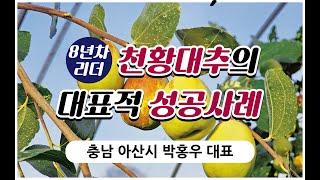 8년차 농가에서 확인한 천황대추의 진면목