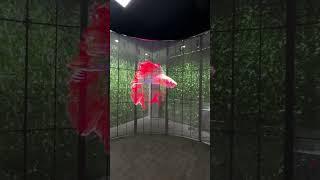 Curved Transparent LED Display Screen #ledscreen #transparentleddisplay