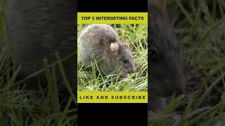 Unblievable Facts | Top 5 interesting Facts |#Short#YoutubeShorts #FactFacts..