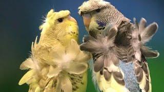 Hagoromo budgies parrot | Hagoromo budgies parrot information | Hagoromo budgies parrot video