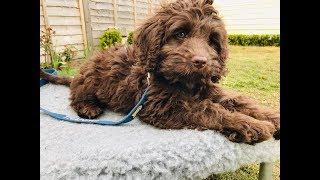 Rolo - 10 Week Old Australian Labradoodle - 6 Weeks Training & Socialisation