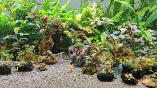 100+ bucephalandra planted tanks  -  guppy crossbreed  -  aquarium plants  -  aquascaping