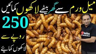 Meal Worms Farming Complete Guide | High Profit Business  ​⁠@FoodAndTravelWithKhawaja