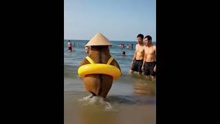 Capybara travels in Vietnam #capybara # #funyvideo #topviral #top1trending #animalrescue #cuteanimal
