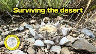 How do cacti and succulents survive in the desert?