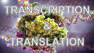 Transcription and Translation ANIMATION - MADE EASY