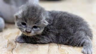 Aww this Cute Grey Persian Baby Kitten trying to Walk 