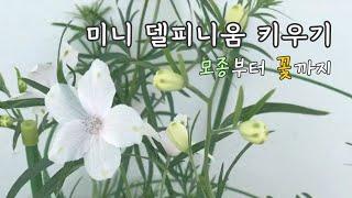 베란다에서 미니 델피니움 키우기 : 모종부터 꽃까지