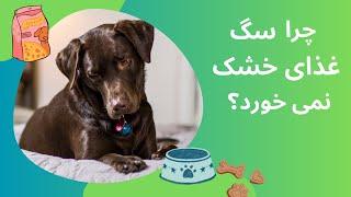 چرا سگم غذای خشک نمی خوره؟ dry dog food