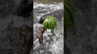 Look, I found watermelons in the creek.