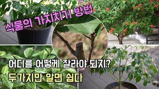 식물(화초, 관엽식물, 나무) 가지치기 요령 l 줄기의 어디를 어떻게 잘라야 되지?