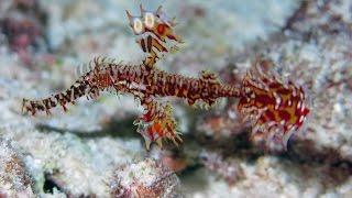 The Amazing Ghost Pipefish (Robust & Ornate)