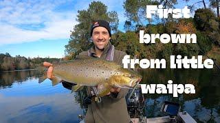 First brown trout at little waipa