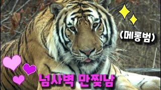 [4K] 만화 속 호랑이 남매 출두요 중요한 건 꺾이지 않는 메롱 (태범 무궁 백두대간 호랑이  korea tiger) #태범, #무궁, #한국호랑이