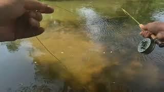 Maxcatch ultralight combo Tested by Craig’s outdoor adventures