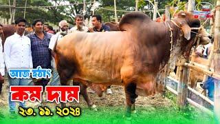 বড় বড় কোরবানির উপযোগী গরু আজ হাটে কম দাম বলছে ব্যাপারীরা! হযরতপুর গরুর হাট ২০২৪