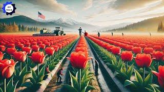 90 Most Satisfying Agriculture Technology ►111| Harvest & Processing Tulip Bulbs US on Another Level