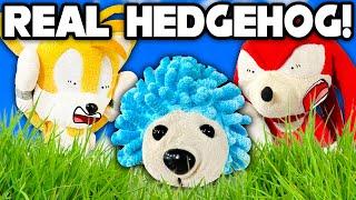 Sonic the REAL Hedgehog! - Sonic and Friends